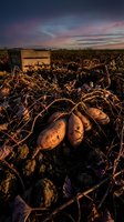 Fresh harvested potatoes in agricultural field during golden hour sunset with dramatic sky and farming equipment for organic food production.