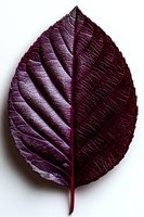 Deep purple leaf with prominent veins and textured surface isolated on white background, showcasing natural botanical detail for nature-inspired designs.