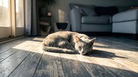 Tabby cat resting on wooden floor in sunlight near sofa and window in modern living room interior.