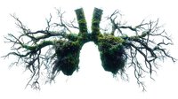 Human lungs formed by tree branches with green moss, symbolizing connection between nature and human anatomy, environmental health concept on white background.
