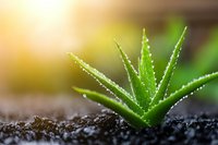 Young aloe vera plant growing in dark soil with morning dew drops on spiky leaves, captured in soft natural sunlight with bokeh effect and shallow depth of field.