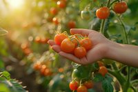 Fresh ripe cherry tomatoes on the vine held gently in female hand against blurred garden background with warm sunset light, perfect for healthy eating and organic farming concept.