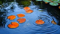 Orange water lily pads float on dark blue rippling water surface with concentric circles creating peaceful zen-like pattern in garden pond.