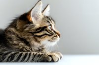 Side profile of long-haired tabby cat with striped fur pattern lying down and looking away against light background, showing detailed whiskers and facial features.