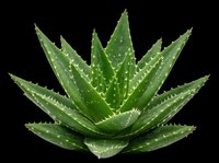 Aloe vera plant isolated on transparent background, ready for t-shirt design, stickers, clipart, print on demand, and sublimation projects.