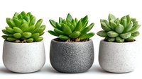 Three succulent plants in textured concrete pots, isolated on white background, ready for interior design, home decor projects, and botanical illustrations.