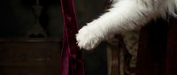 Fluffy white cat paw touching burgundy velvet fabric against dark background, suitable for pet care, luxury goods, and feline-themed design projects.