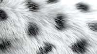 Close-up macro shot of black and white spotted animal fur texture showing detailed hair strands and natural pattern. Suitable for textile and fashion design backgrounds.