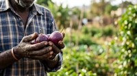 Farmer holding fresh red onions in hands at vegetable garden, harvesting organic produce for cooking and culinary use.