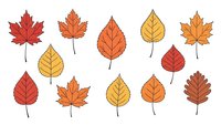 Autumn leaves collection with maple, oak and birch foliage in warm fall colors isolated on white background for seasonal design projects.
