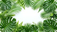 Tropical green palm leaves and monstera foliage frame border on white background for summer design projects and natural botanical decorations.