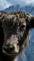 Close-up portrait of a mountain goat with thick, shaggy coat and curved horns against alpine peaks. Wildlife photography for nature and animal content.