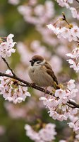 Small sparrow perched on blooming cherry blossom branch with delicate pink flowers in soft spring garden setting for nature and seasonal content.
