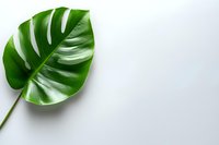 Fresh green monstera leaf isolated on white background with copy space for text, minimal nature concept for modern design and decoration.