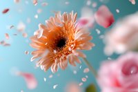 Delicate peach gerbera daisy with floating petals against turquoise background, soft focus floral composition with pink rose bokeh creates dreamy romantic atmosphere.