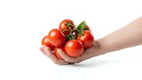 Fresh red tomatoes held in cupped hands on white background, organic vegetables for healthy cooking and nutrition concepts.