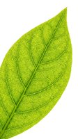 Vibrant green leaf with detailed vein structure isolated on white background, suitable for botanical designs, eco-friendly branding, and nature-themed graphics.