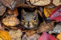 Curious eastern gray squirrel peeks through colorful autumn leaves, hiding in natural forest habitat among red and yellow fall foliage, close-up wildlife portrait.