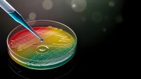 Laboratory petri dish with colorful bacterial cultures and pipette for microbiology research and scientific experimentation in medical testing facility.