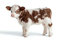 Young brown and white spotted calf standing on white background, side view of newborn dairy cow showing distinctive markings and gentle expression, isolated.