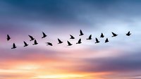 Flock of birds flying in V formation against dramatic sunset sky with purple pink and orange clouds during golden hour migration season.
