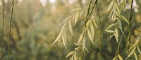 Delicate willow branches with fresh green leaves hanging gracefully in soft natural light, creating peaceful spring atmosphere for wellness and nature themes.