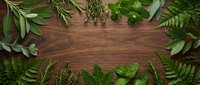 Fresh green herbs and ferns arranged as natural border frame on rustic wooden background with copy space for culinary and botanical design projects.