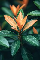 Orange tropical leaves with morning dew drops against dark green foliage background create fresh natural composition for wellness and spa designs.