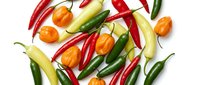 Colorful assortment of fresh hot chili peppers including red cayenne, green jalapeno, yellow banana and orange habanero varieties isolated on white background.