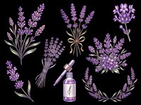 Lavender clipart set with bouquets, essential oil bottle, and floral wreath, isolated on transparent background. Ready for stickers, t-shirt design, and print on demand.