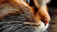 Extreme close up macro shot of ginger cat whiskers and nose in warm sunlight showing detailed fur texture and peaceful feline features.
