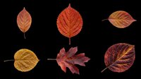 Autumn leaves collection featuring six isolated fall foliage specimens in warm red, orange, brown and golden tones. Transparent background, ready for clipart, t-shirt design, stickers, sublimation and print-on-demand projects.