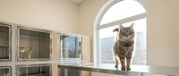 Tabby cat sitting on modern kitchen counter near large arched window with mountain view in contemporary home interior for pet lifestyle design.