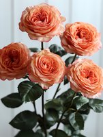 Coral pink garden roses with layered petals and lush green foliage arranged in a bouquet against a white background, suitable for floral design and decoration projects.