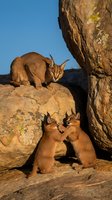 Caracal mother with playful kittens on rocky outcrop in natural desert habitat under clear blue sky for wildlife and nature photography projects.