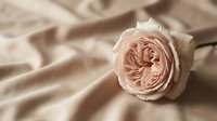 Soft pink rose bloom resting on flowing silk fabric creates romantic elegant composition with warm natural lighting and gentle shadows for luxury design.