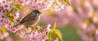 Small brown sparrow perched on blooming cherry blossom branch with pink flowers in soft spring garden setting for nature and wildlife photography.
