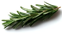 Fresh rosemary sprig with water droplets on dark needles against white background, aromatic culinary herb macro photography for cooking and food design.