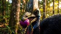 Large flightless bird with distinctive casque and colorful neck wattles in natural forest habitat during golden hour lighting.