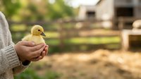 Young child holding a fluffy yellow duckling in hands at a farm with rural buildings and fenced area in soft natural daylight.