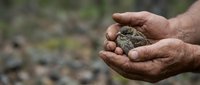 Gentle hands carefully holding small injured bird outdoors, wildlife rescue and conservation concept for environmental protection campaigns.