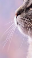 Close-up macro portrait of a tabby cat muzzle with long white whiskers on a soft pink purple blurred background.