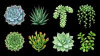 Eight detailed succulent plants isolated on transparent background, ready for stickers, clipart, t-shirt design, print on demand, and sublimation projects.
