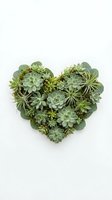 Heart-shaped succulent arrangement with various green plants and air plants on white background for Valentine's Day and botanical decor projects.