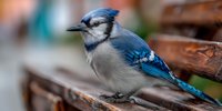 Blue jay bird perched on wooden fence with vibrant blue and white plumage in natural outdoor setting for wildlife photography and nature projects.