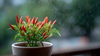 Red chili peppers growing in ceramic pot on windowsill during rain, fresh organic hot peppers with water drops and green leaves in natural light.