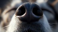 Close up macro shot of wet black dog nose with detailed texture and whiskers visible, showing moisture and natural shine in soft lighting conditions.