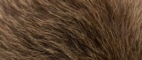 Close-up of soft brown animal fur texture with natural hair strands, perfect background for wildlife, fashion, or nature-themed design projects.