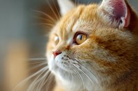 Close-up portrait of ginger cat with amber eyes gazing thoughtfully, soft focus background creating depth for pet photography.