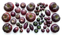 Collection of fresh purple heirloom tomatoes and eggplants in various sizes arranged on white background for healthy cooking and organic farming concepts.
